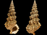 Cerithium dialeucum