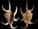 Lambis chiragra