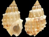 Nassarius echinatus