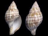 Fasciolaria hunteria