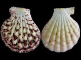 Anguipecten aurantiacus