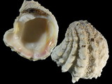 Arcinella cornuta