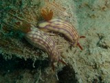 Hypselodoris centunculus