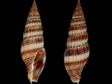 Vexillum cerithinum