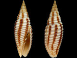 Imbricaria intersculpta