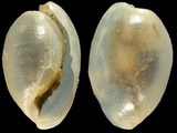 Haminoea aperta