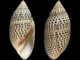 Pupa coccinata