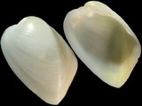 Glossocardia obesa