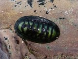 Chiton mauritianus