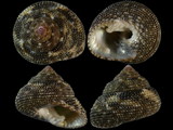 Clanculus largillierti