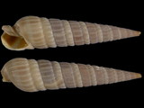 Terebra dislocata