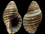 Vexilla fusconigra