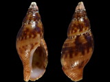 Pisania ignea