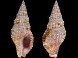 Prodotia iostoma