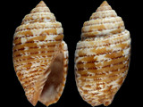 Variation18927