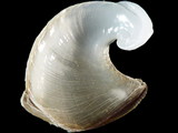 Dolabella auricularia