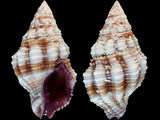 Peristernia nassatula