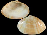 Variation28975