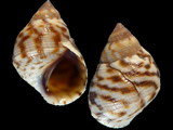 Variation48985