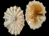 Variation28995
