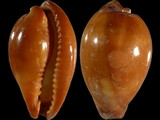 Variation19013