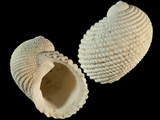 Variation39023