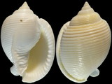 Phalium bisulcatum