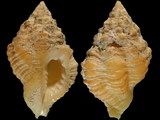 Variation49034
