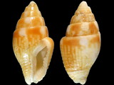 Variation49039