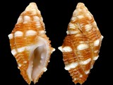 Morula biconica