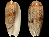 Variation49051