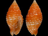 Variation39055