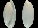 Variation49072
