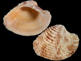 Variation29098