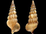 Cerithium rostratum