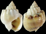 Nassarius arcularius