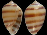 Melampus fasciatus