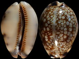 Cypraea histrio