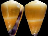 Conus frigidus