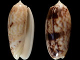 Variation49154