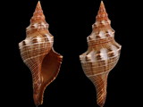 Pleuroploca filamentosa