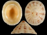 Variation49187