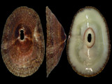 Fissurella nubecula