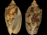 Cymbiola vespertilio