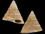 Tectus pyramis