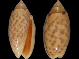 Oliva annulata