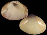 Mactra sericea