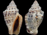 Canarium labiatum