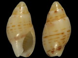 Naytiopsis granum