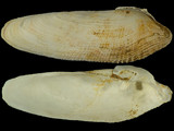 Pholas dactylus